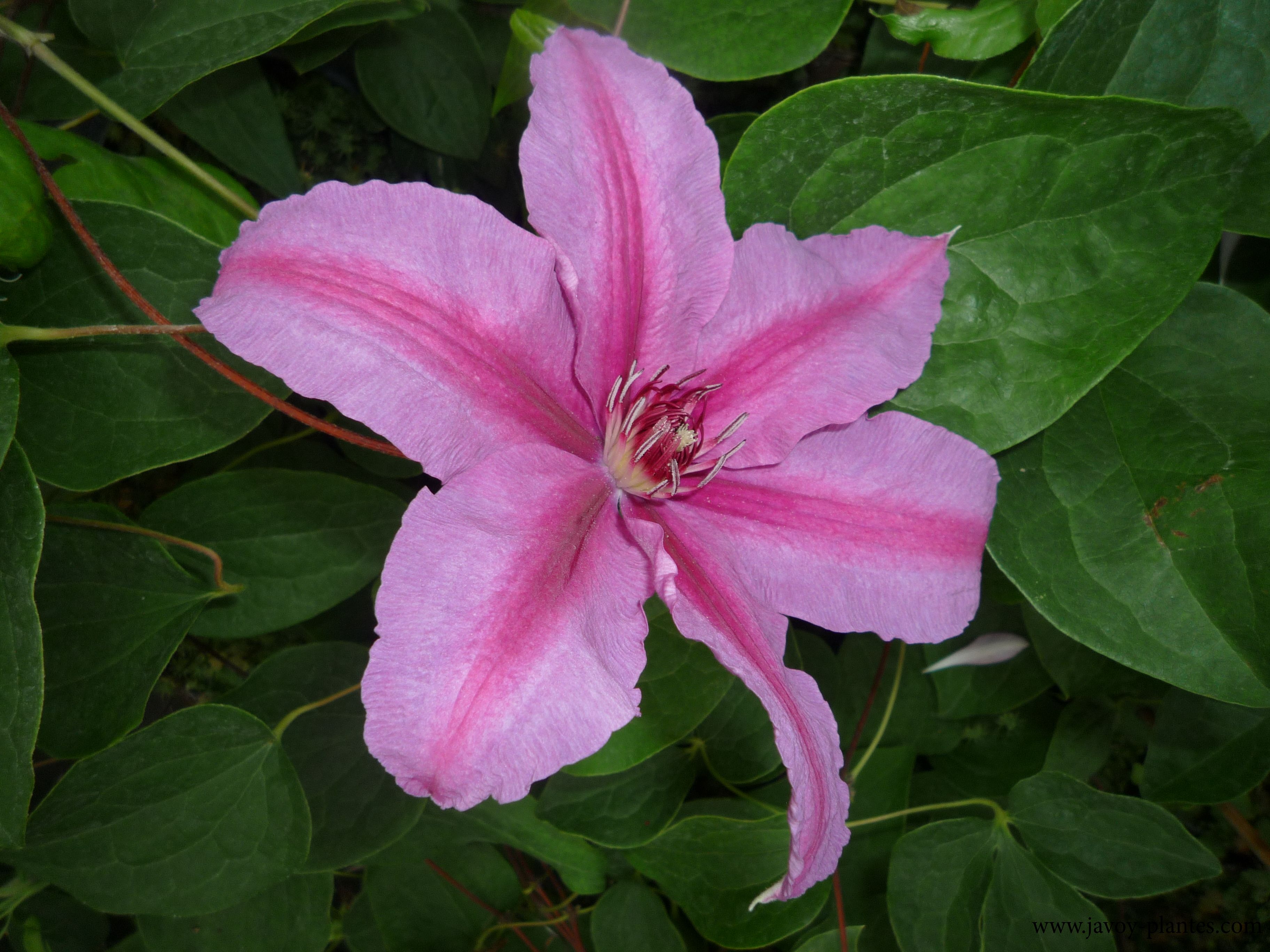 Clematis 'Sympathia'